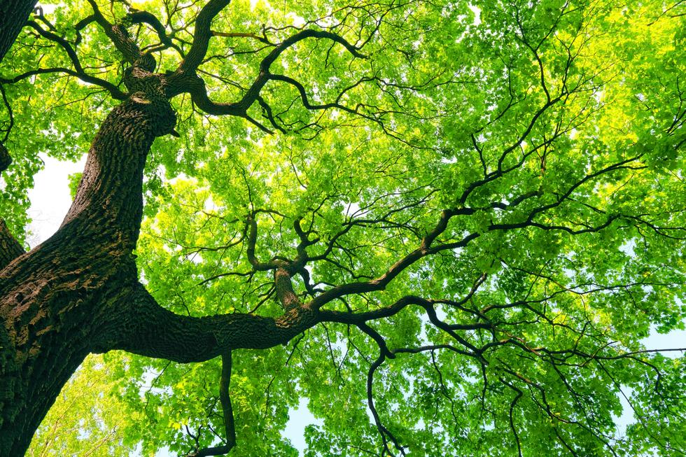 Energija šume: Zagrli drvo i dobit ćeš nalet energije