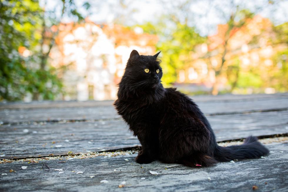 Dan crnih mačaka - donosi li ti sreću ili nesreću?