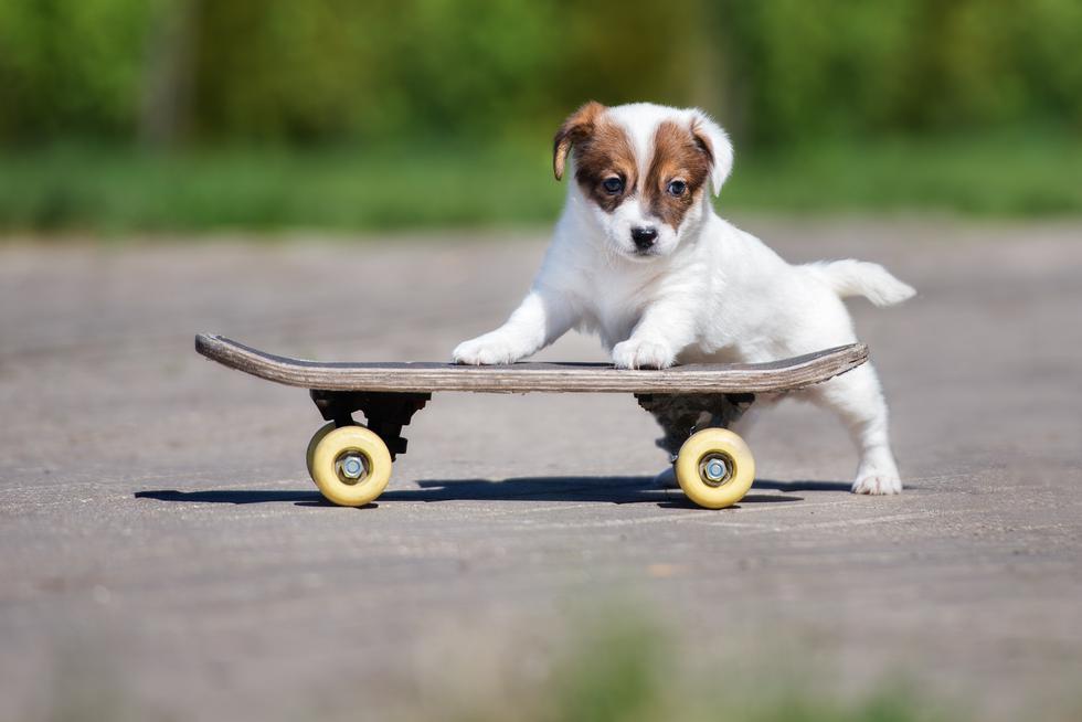 Ovo još niste vidjeli: pas koji vozi skateboard