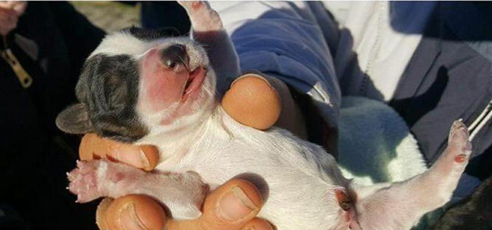 Snimka rastapa srca: Kujica Lola opet sa svojim štencima