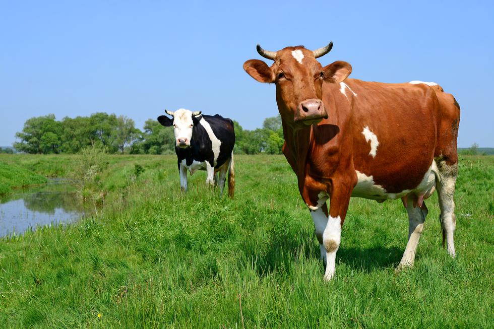 Nevjerojatne činjenice o životinjama: Krave imaju najbolje prijatelje