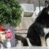 Konačno u miru: Preminuo pas koji je spavao na grobu svoga vlasnika 11 godina