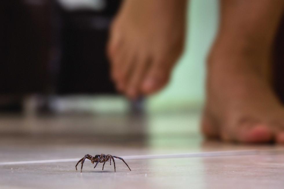 S hladnijim vremenom više paukova u kućama - što napraviti ako te jedan od njih ugrize