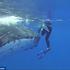 Grbavi kit spasio ženu od napada morskog psa