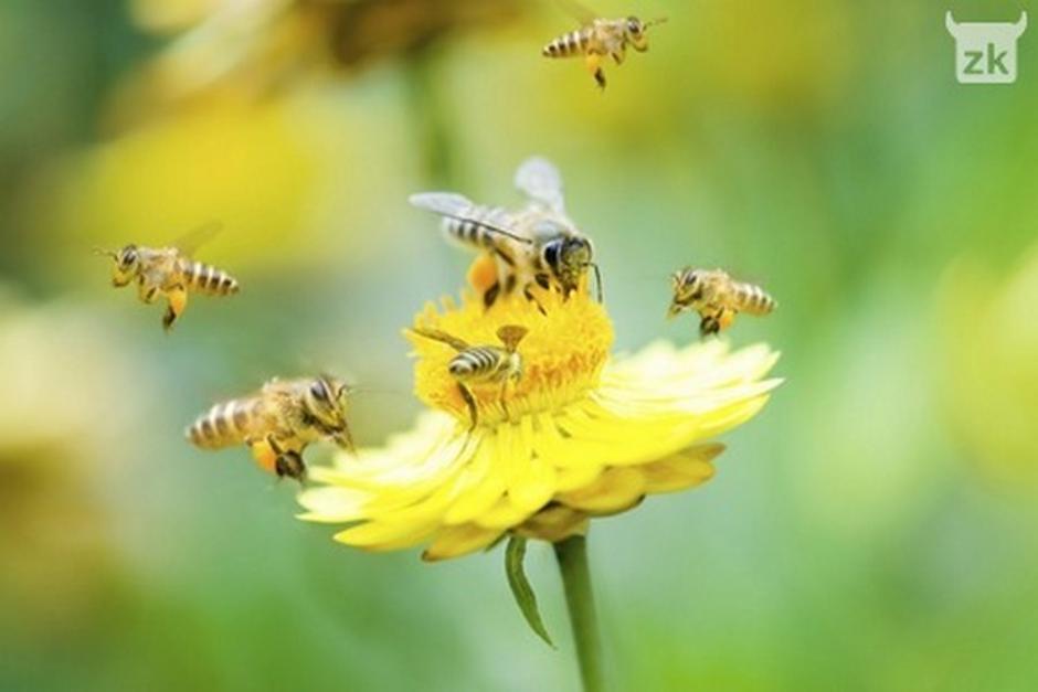 Pčele | Author: Foto: Thinkstock