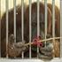 Video: Orangutanica Nonja otkrila spinner i dobila Facebook obožavatelje