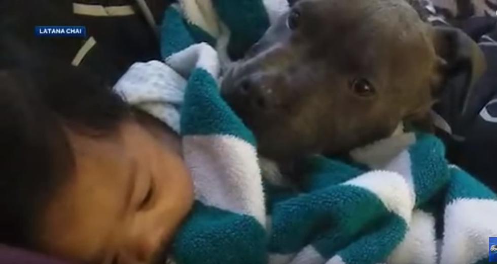 Pas heroj: Spasio bebu iz stravičnog požara noseći ju za pelene