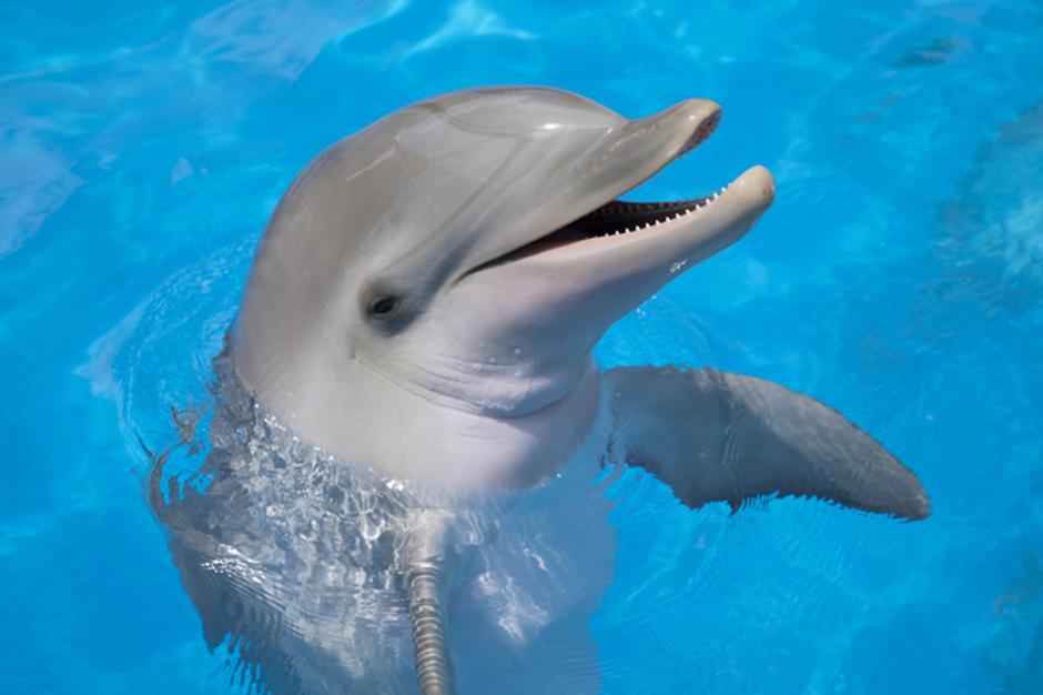 Delfin01 | Author: Foto: Thinkstock