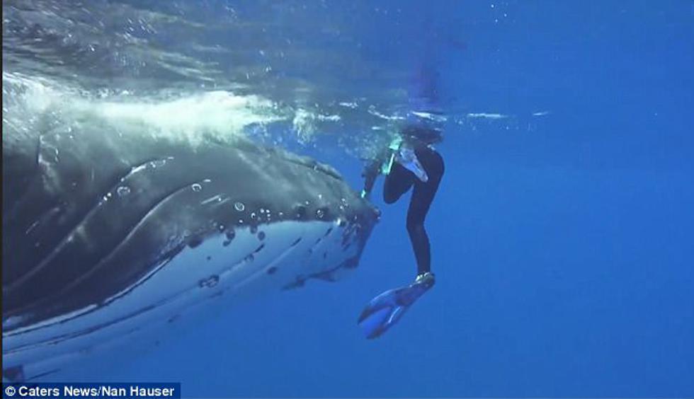 Grbavi kit spasio ženu od napada morskog psa