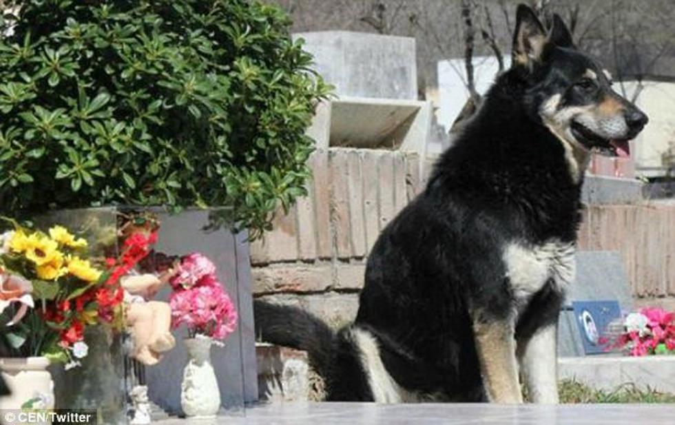 Konačno u miru: Preminuo pas koji je spavao na grobu svoga vlasnika 11 godina