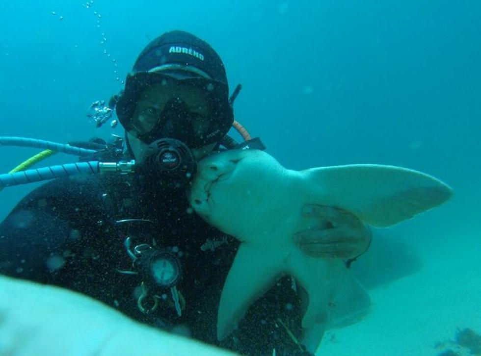 Ovaj morski pas prava je maza i stalno posjećuje svoga prijatelja ronioca